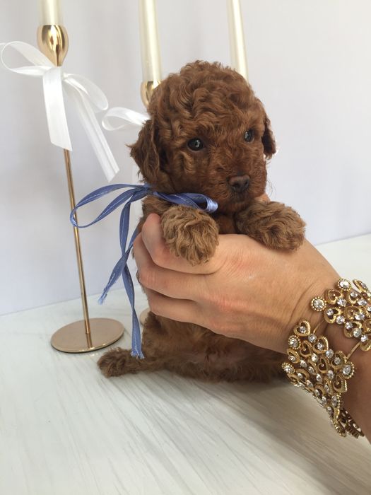 Залишилось всього 3 Чарівні Той-Пуделя