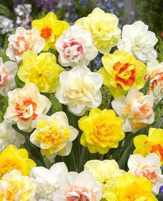 Нарциси різних сортів та кольорів
