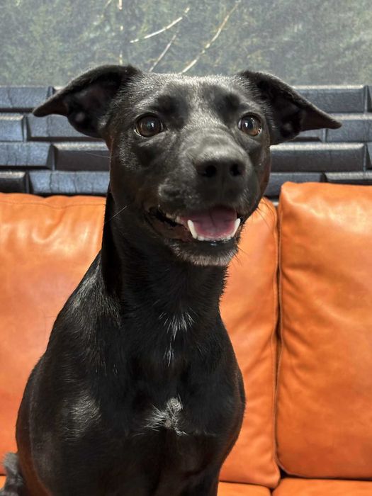 Zalia poleca się do adopcji