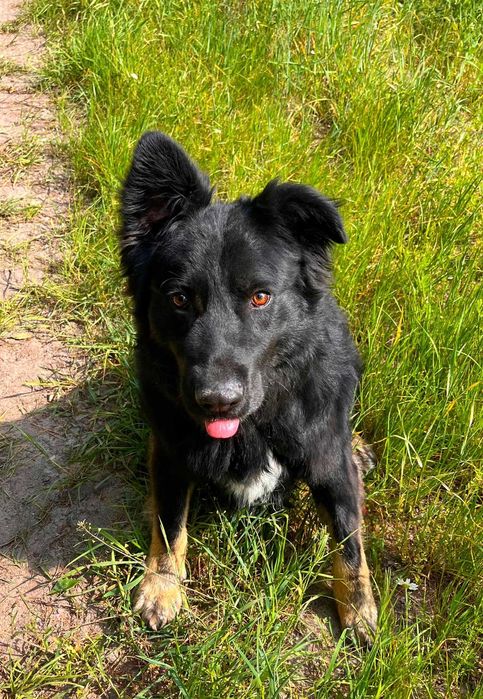 PIORUN w schronisku w lututowie