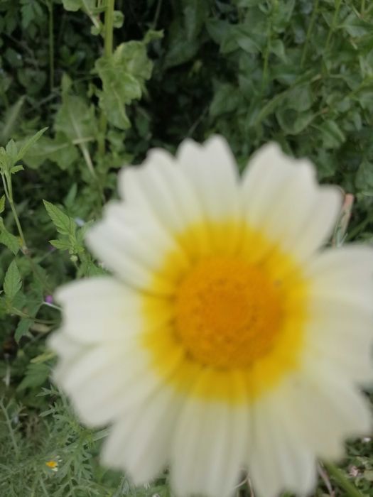 Vendo petalas de flores comestiveis a granel (malva, pampilho)