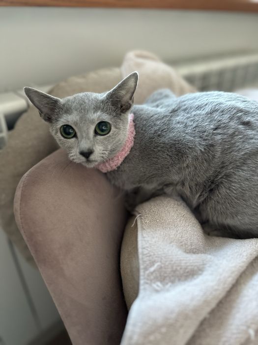 kotka rosyjska niebieska , VI 2025