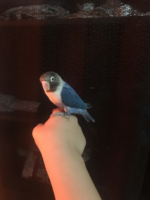 Agapone personata criado a mao/domesticado sexado