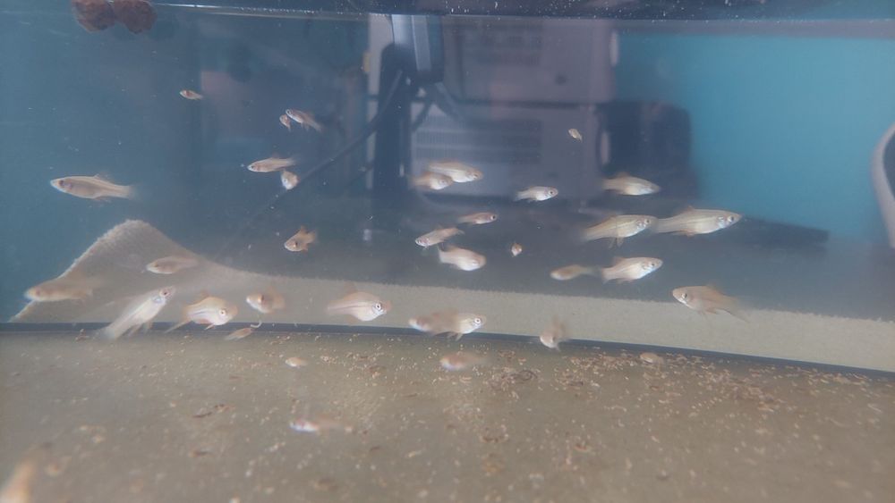 Sprzedam ryby mieczyk mieczyki 7zl gupik gupiki pawie oczko 3,50zl dom