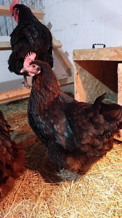 інкубаційне яйце маран чорно-мідний