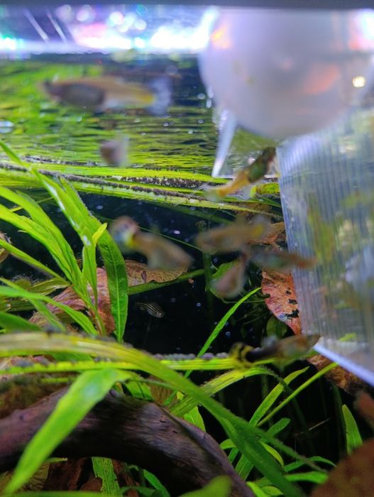 Guppys variados adultos e crias