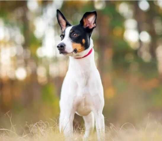Terrier macho dócil