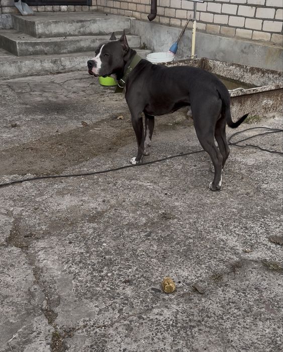 Передержка собак, котов, грызунов  | Домашний зоотель | Частный дом