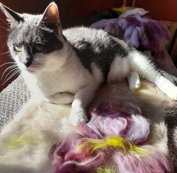 Добра Кішечка Санні мріє про родину!