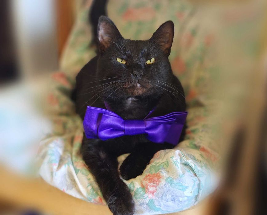 Ласкавий, ніжний котик Матюша чорного окрасу (2 роки). Кастров. Кот