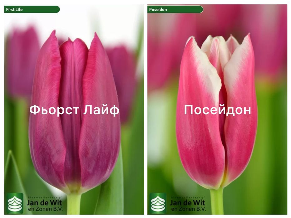 Цибулини голандських тюльпанів