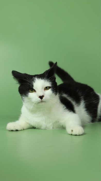 Киця, котеня 5 місяців, кошка, котики, котёнок, котята з притулку