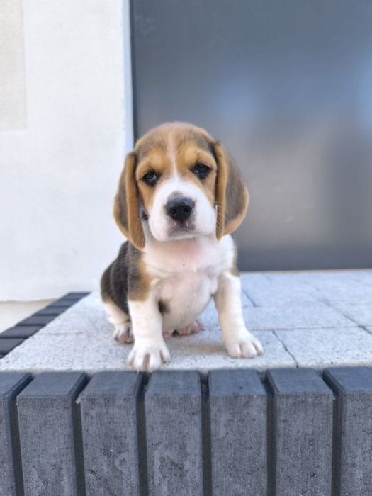 Beagle femea lindissima