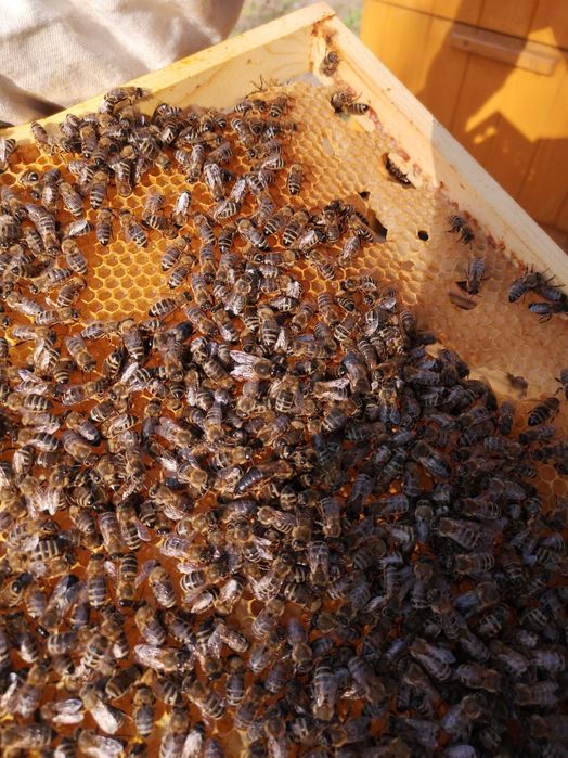 Rodziny Pszczele - Krainka, ramka wielkopolska