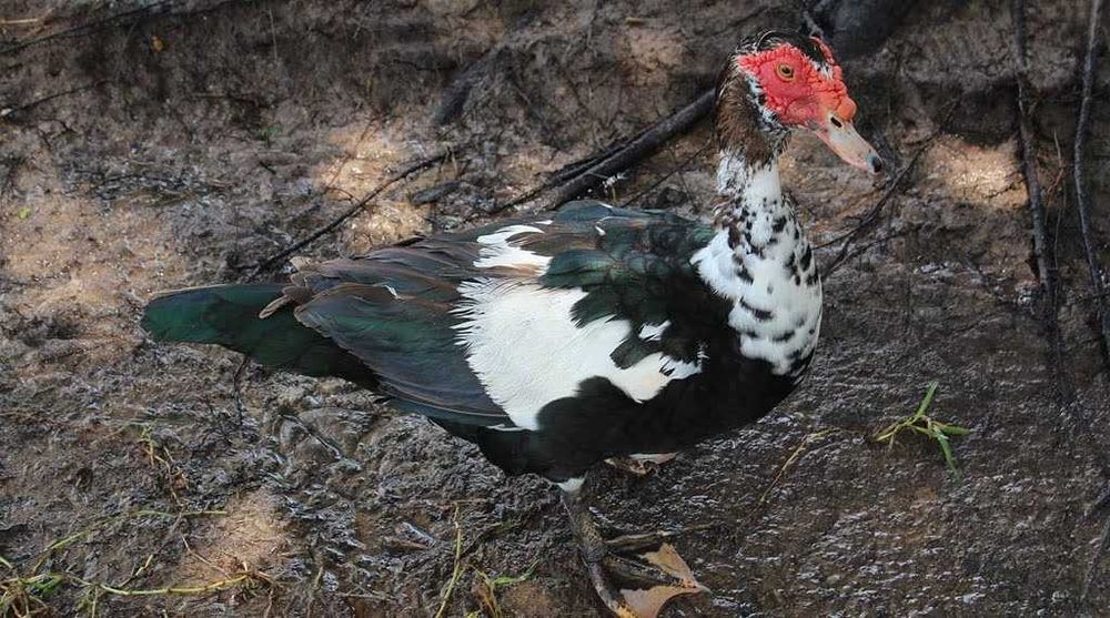 sprzedam kaczki pekinki