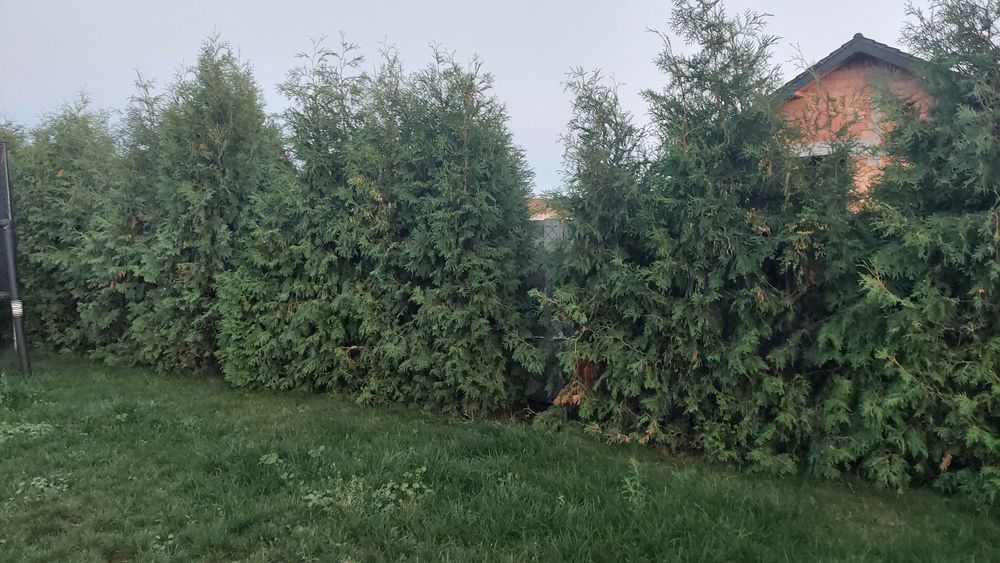 tuje brabant 20szt gratis 3szt za worki z ziemią oddam