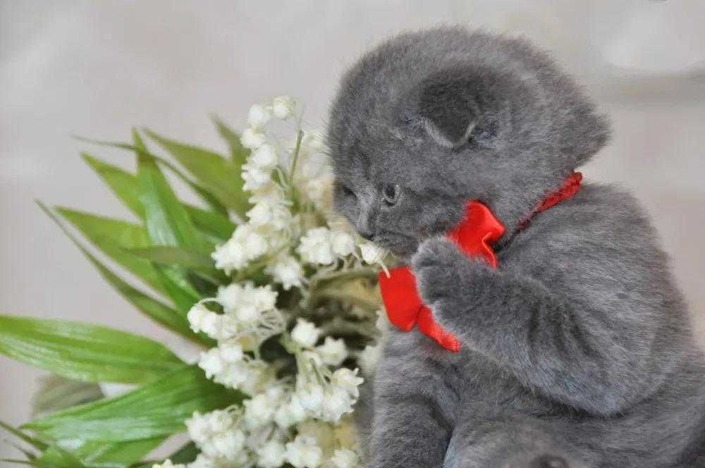 Одесса  шотландские котята плюшевые , вислоушка