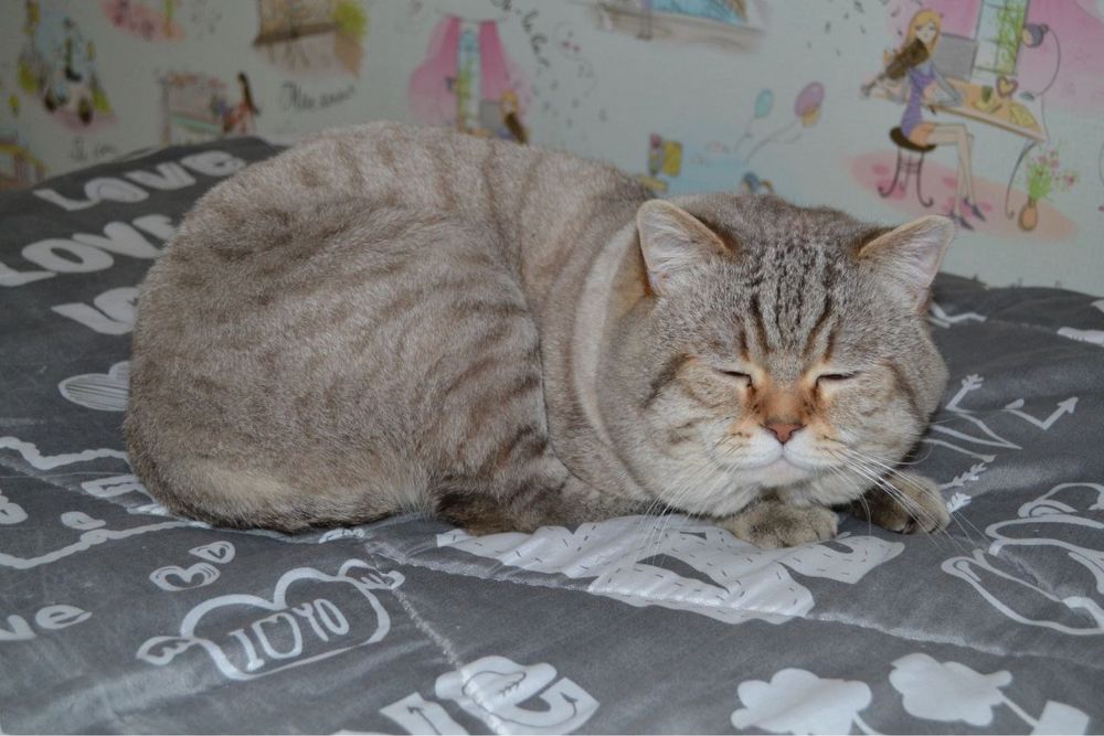 Кіт в’язка шотландський прямовухий