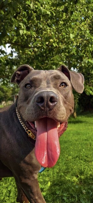 Amstaff z rodowodem