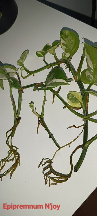Epipremnum / philodendron
