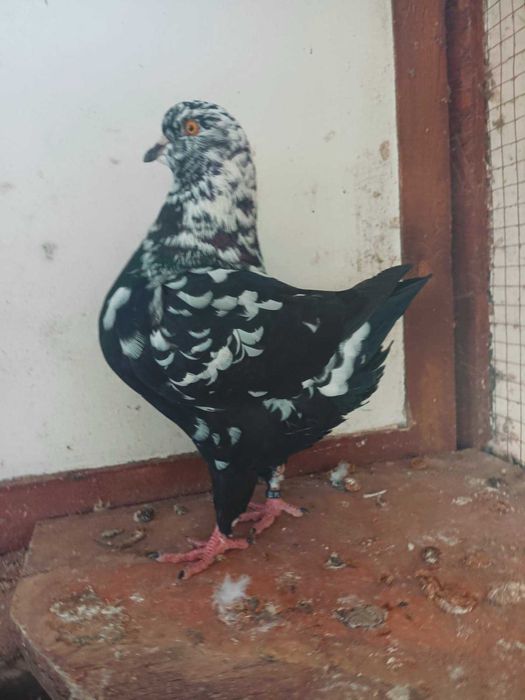 kingi gołebie rasowe