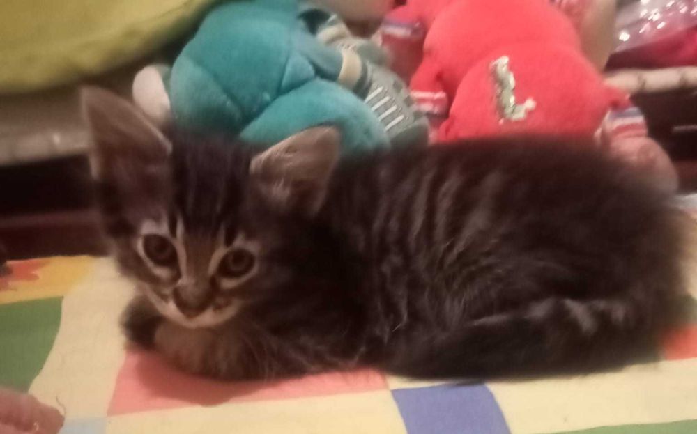 6 gatinhos lindos para adoção responsável
