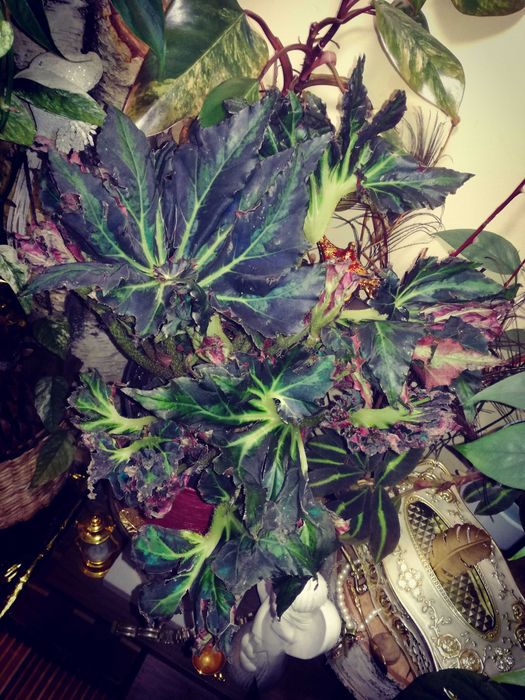 Begonia Heracleifolia Vampire Wampir monstera roślina UNIKAT