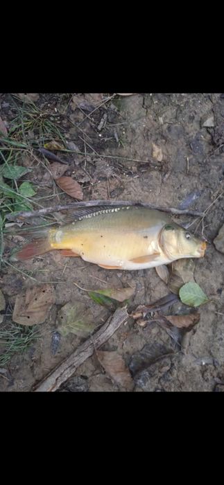 Sprzedam Kroczek karpia