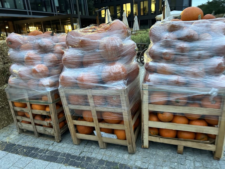 DOSTAWA DYNIE halloween BOO producent  dekoracje HALLOWEN