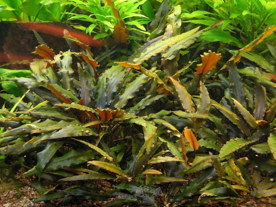 Криптокарина красная и зелёная Вендта