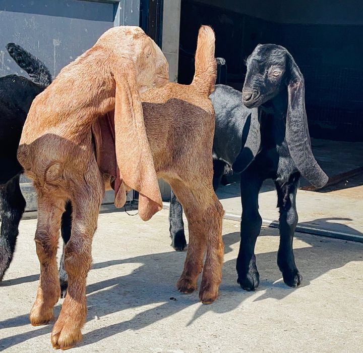 Каморі 75% та 50% кози тільки стадо