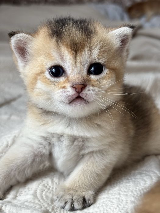 Кошення золота шиншила поінт