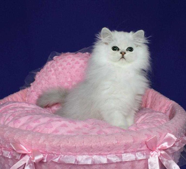 Персидський хлопчик Алекс