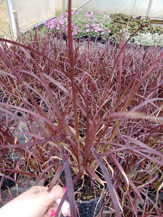 Trawa rubrum, rozpalenica.