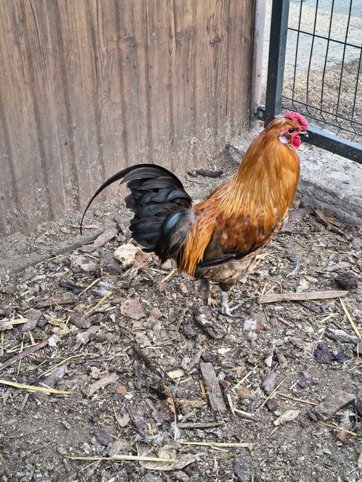 Sprzedam koguta ozdobnego