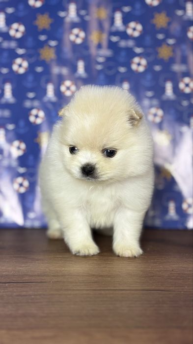 хлопчик шоу класу ти ведмедик