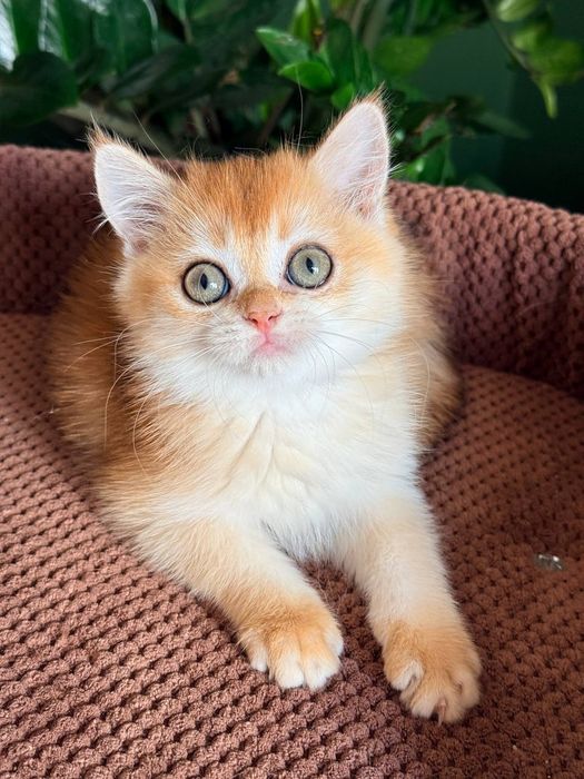 Британский котенок золотая шиншилла
Scottish fold