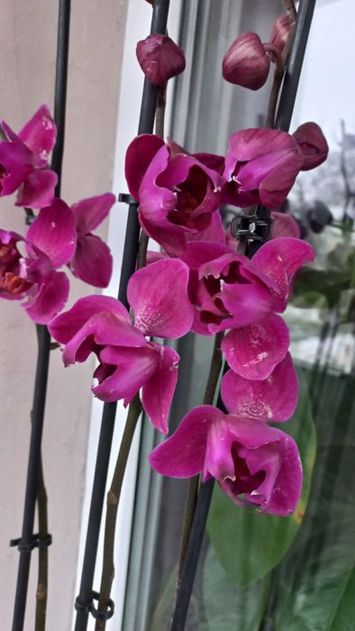 Орхідея фаленопсис пелорик Стеленбош