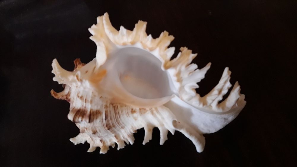 Морская ракушка Мурекс королевский