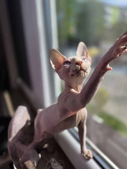 Sfinks Canadian sphynx