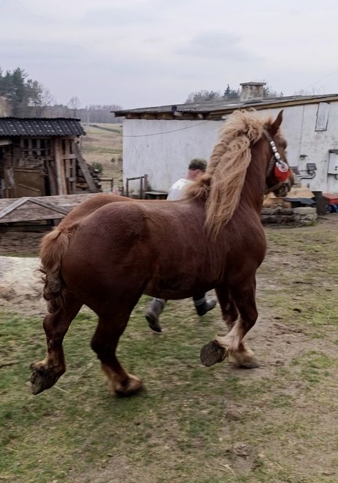 Sprzedam ogier zimnokrwisty