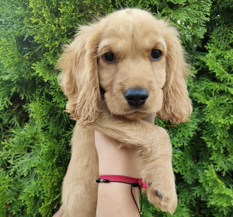 Wyjątkowej urody piesek rasy Cocker spaniel angielski