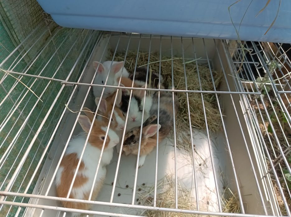 Króliczki miniaturki poszukują nowego domu