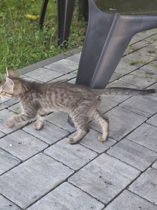 Młody kocur oddam za darmo