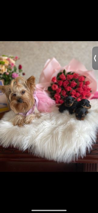 Бебі фейс міні йорк