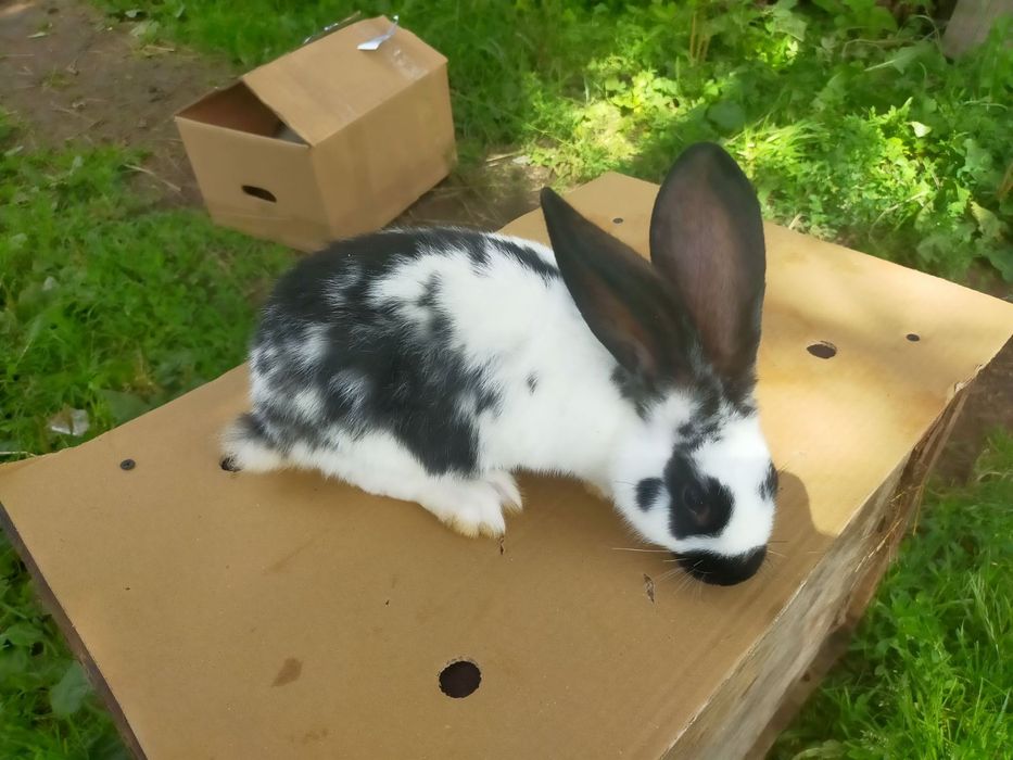 Кролі породи Німецький строкатий велетень . Шиншила .