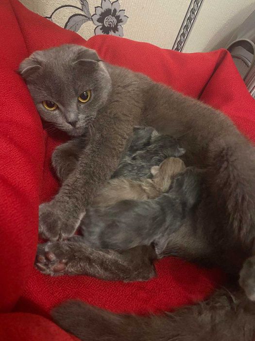 В'язка кота британець самовивіз або розгляну продаж кота. Породистий