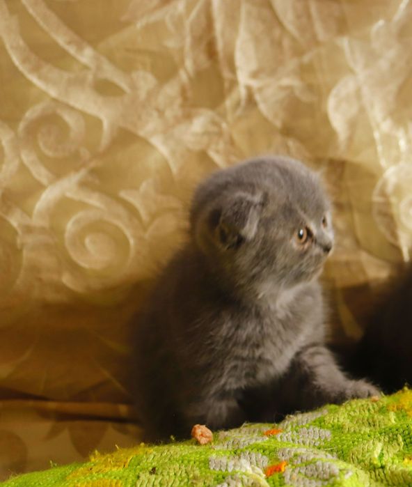 Продам британських кошенят