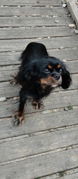 Cavalier King Charles spaniel, suczka