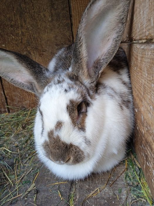 Sprzedam 18 sztuk pięknych króli